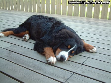 Berner Sennenhund Hunde Foto 3890 Berner Sennenhund Ben ganz müde