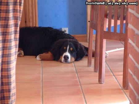 Berner Sennenhund Hunde Foto 5637 Berner Sennenhund ..und schon wieder ausruhen !!