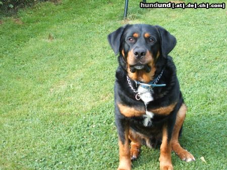 Berner Sennenhund Hunde Foto 23331 in höherer Auflösung ansehen Berner Sennenhund bernweiler (roti-bernermix)