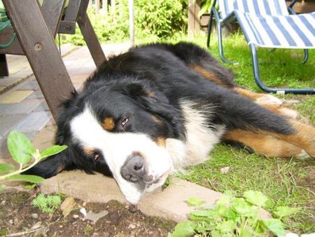 Berner Sennenhund nun schläft er....