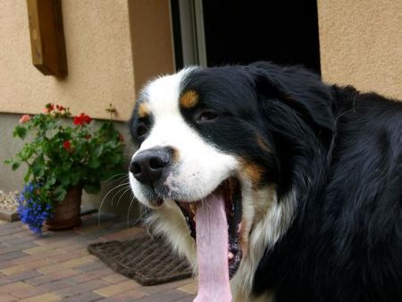 Berner Sennenhund Sam ist sooo müde