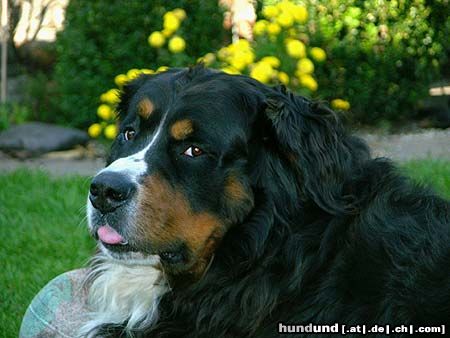 Berner Sennenhund Hunde Foto 26111 in höherer Auflösung ansehen Berner Sennenhund PotterJoe sagt...bähhhh!! ;-))