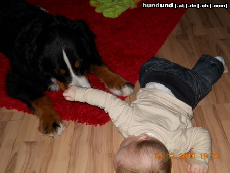 Berner Sennenhund Mücke mit Freund