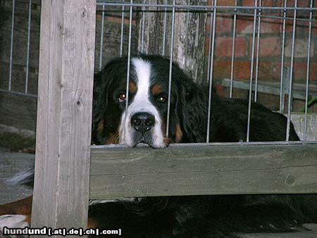 Berner Sennenhund Hunde Foto 26110 in höherer Auflösung ansehen Berner Sennenhund Unser Max: Lasst mich raus.......!!!!