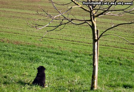 Berner Sennenhund Hunde Foto 19803 in höherer Auflösung ansehen Berner Sennenhund jessie