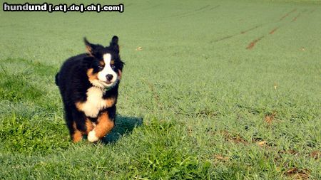 Berner Sennenhund Hunde Foto 19991 Berner Sennenhund jessie