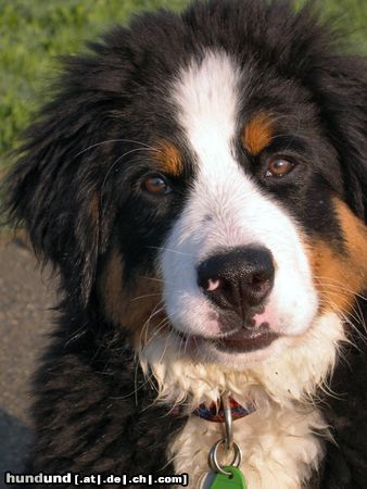 Berner Sennenhund Hunde Foto 19990 in höherer Auflösung ansehen Berner Sennenhund jessie