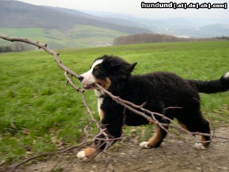 Berner Sennenhund Hunde Foto 20540 Berner Sennenhund jessie