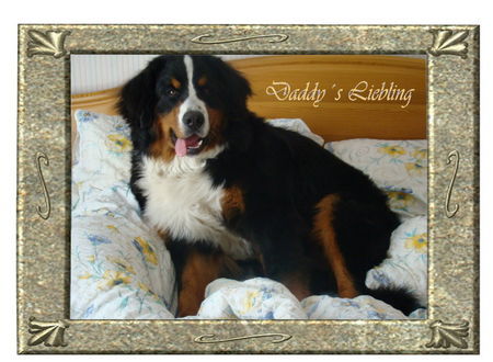 Berner Sennenhund Der Hund kommt nicht ins Bett!!!!!!!!!!!!