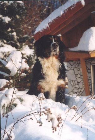 Berner Sennenhund Grüsse aus Wernberg