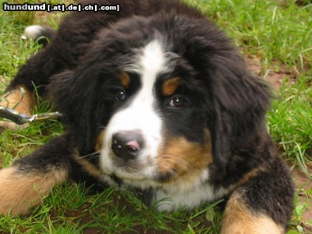 Berner Sennenhund Hunde Foto 17826 Berner Sennenhund