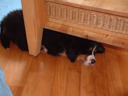 Berner Sennenhund Hunde Foto 1827 Berner Sennenhund Ben hat ein Plätzchen gefunden