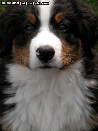 Berner Sennenhund Hunde Foto 6174 Berner Sennenhund Unser Berner-Emil mit 10 Wochen