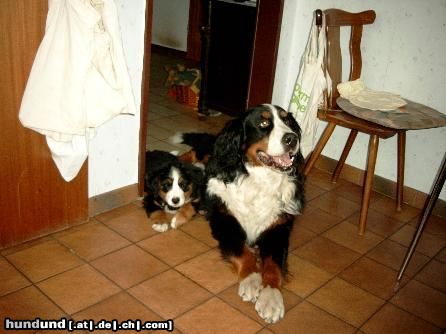 Berner Sennenhund Hunde Foto 5202 Berner Sennenhund Henry und Joschi