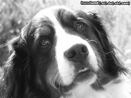 Berner Sennenhund Hunde Foto 15695 in höherer Auflösung ansehen Berner Sennenhund Eddi