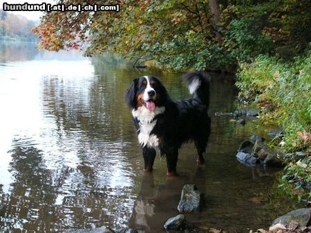 Berner Sennenhund Hunde Foto 15696 in höherer Auflösung ansehen Berner Sennenhund Eddi