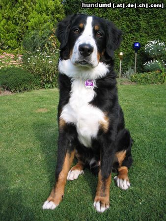 Berner Sennenhund Hunde Foto 19033 Berner Sennenhund Gestatten, mein Name ist PAUL