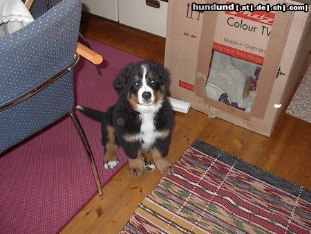 Berner Sennenhund Hunde Foto 7736 Berner Sennenhund Emily mit 12 Wochen