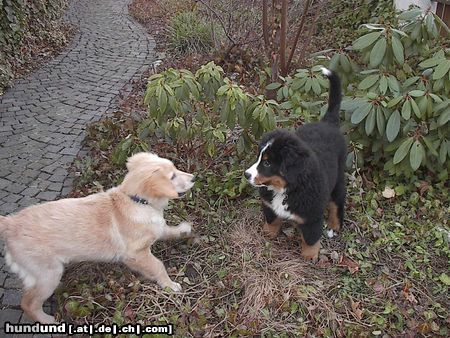 Berner Sennenhund Hunde Foto 7847 Berner Sennenhund Emily (Berner) und Paul (Golden)
