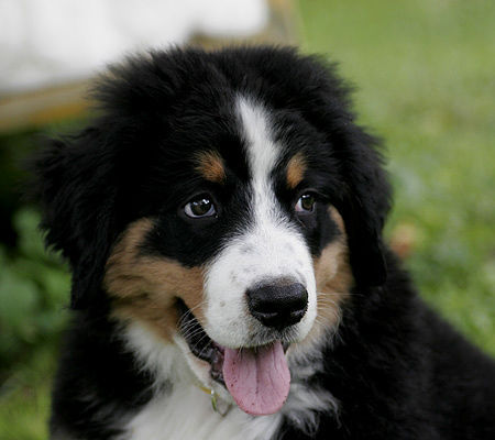 Berner Sennenhund Hunde Foto 27176 in höherer Auflösung ansehen Berner Sennenhund Emma (11 Wochen alt)