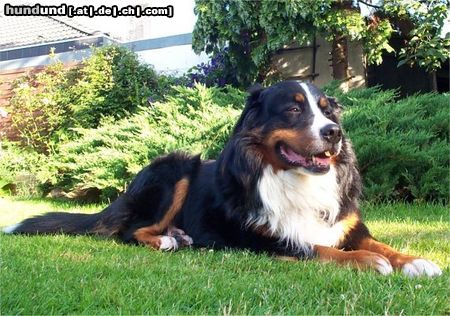 Berner Sennenhund Hunde Foto 17488 in höherer Auflösung ansehen Berner Sennenhund Filou 2004