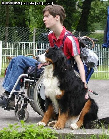 Berner Sennenhund Hunde Foto 25597 Berner Sennenhund Freunde fürs Leben