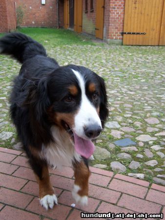 Berner Sennenhund Hunde Foto 23185 Berner Sennenhund