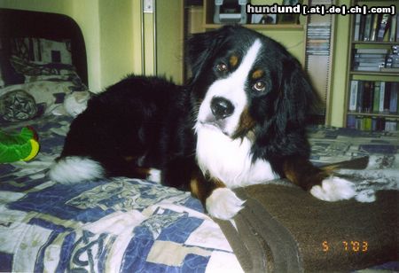 Berner Sennenhund Hunde Foto 21276 in höherer Auflösung ansehen Berner Sennenhund Gino-Er war der tollste Hund der Welt :-(