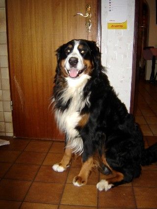 Berner Sennenhund Hunde Foto 29180 Berner Sennenhund Henry v. Dünner Wiesergrund, 3 Jahre