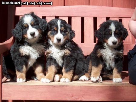 Berner Sennenhund Hunde Foto 5355 Berner Sennenhund Kennel Private-Stefal