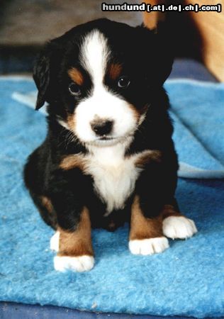 Berner Sennenhund Hunde Foto 7161 Berner Sennenhund Henk, 6 Wochen alt