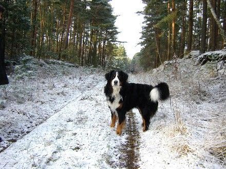 Berner Sennenhund Endlich Mein Wetter