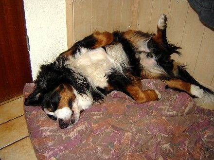 Berner Sennenhund Laß mich bloß schlafen!