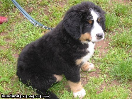 Berner Sennenhund Hunde Foto 17825 Berner Sennenhund