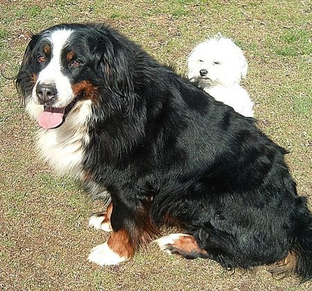 Berner Sennenhund Hunde Foto 43103 Berner Sennenhund Mein schatzi Sina und ihr Bodyguard Maltezer Idefix