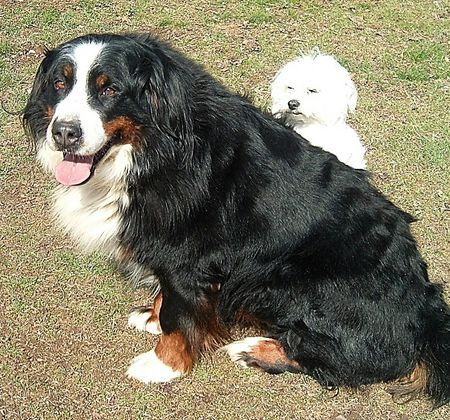 Berner Sennenhund Mein schatzi Sina und ihr Bodyguard Maltezer Idefix