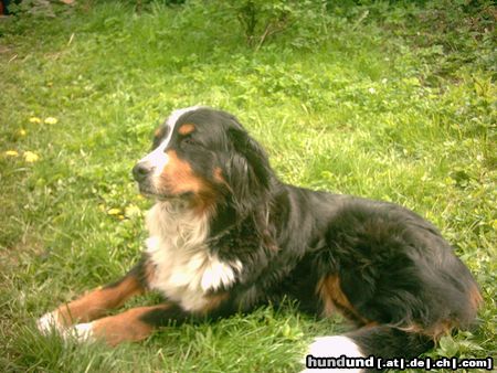 Berner Sennenhund Hunde Foto 16729 in höherer Auflösung ansehen Berner Sennenhund Ah, ein schönes Sonnenbad ist doch was feines. Püppy auf der Wiese.