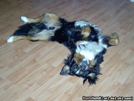 Berner Sennenhund Hunde Foto 12453 Berner Sennenhund Unser Berni beim schlafen