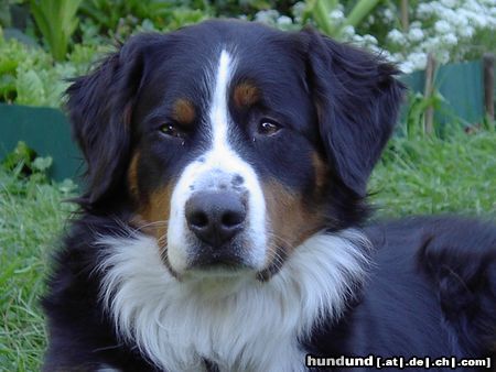 Berner Sennenhund Hunde Foto 3737 Berner Sennenhund Romeo von Orsanka