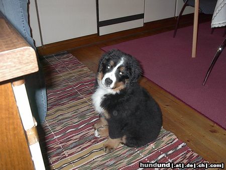 Berner Sennenhund Hunde Foto 7594 Berner Sennenhund
