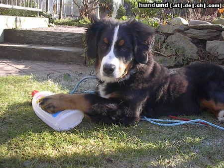 Berner Sennenhund Hunde Foto 9788 Berner Sennenhund Emily mit 5 Monate