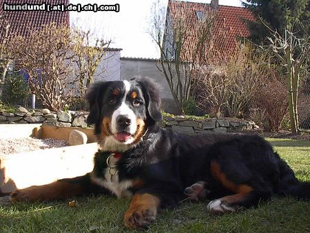 Berner Sennenhund Hunde Foto 9887 Berner Sennenhund Emily