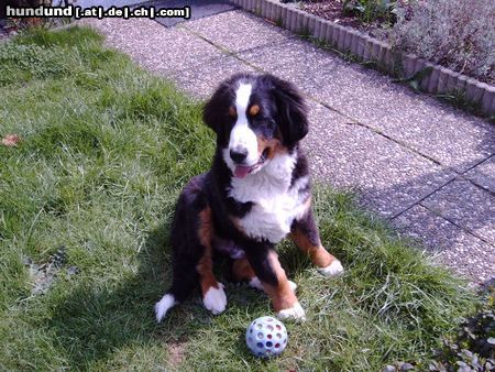 Berner Sennenhund Hunde Foto 11131 Berner Sennenhund Sancho 5 Monate