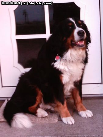 Berner Sennenhund Hunde Foto 15616 in höherer Auflösung ansehen Berner Sennenhund Das ist Püppy