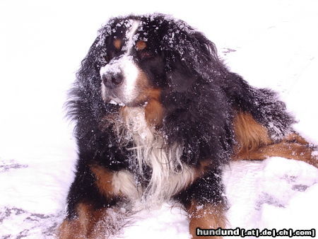 Berner Sennenhund winterurlaub