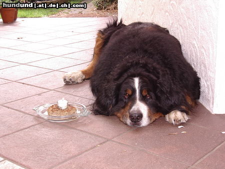 Berner Sennenhund 10 jahre carlos