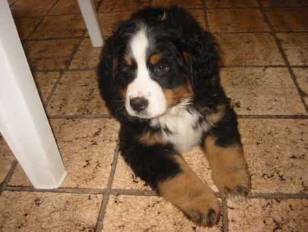 Berner Sennenhund Hunde Foto 30627 in höherer Auflösung ansehen Berner Sennenhund Mia 9 wochen