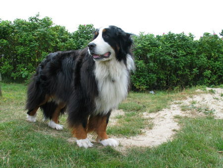 Berner Sennenhund Hunde Foto 28573 in höherer Auflösung ansehen Berner Sennenhund Aika zu Besuch in Hvidbjerg