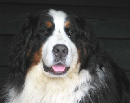 Berner Sennenhund Hunde Foto 28574 in höherer Auflösung ansehen Berner Sennenhund Aika - der Hund der aus dem Dunkel kam...