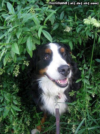 Berner Sennenhund Hunde Foto 22970 in höherer Auflösung ansehen Berner Sennenhund Benny